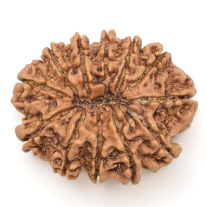 12-Mukhi-Rudraksha-Nepal-Collector-12-Back