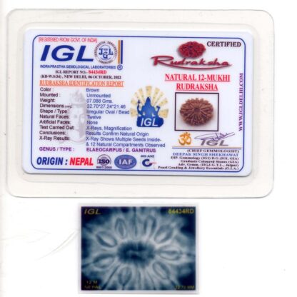 12-Mukhi-Rudraksha-Nepal-Collector-12-Certificate