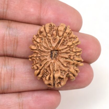 12-Mukhi-Rudraksha-Nepal-Collector-12-Hand