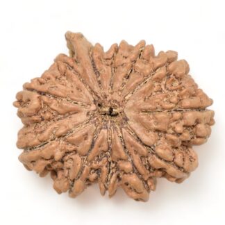 12-Mukhi-Rudraksha-Nepal-Collector-13