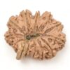 12-Mukhi-Rudraksha-Nepal-Collector-13-Back