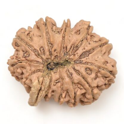 12-Mukhi-Rudraksha-Nepal-Collector-13-Back