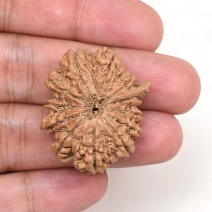 12-Mukhi-Rudraksha-Nepal-Collector-13-Hand