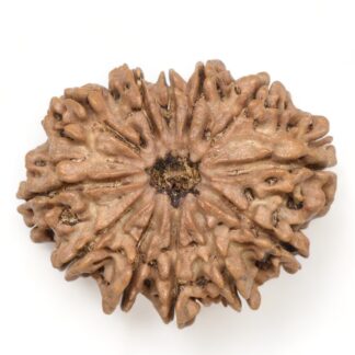 12-Mukhi-Rudraksha-Nepal-Collector-14