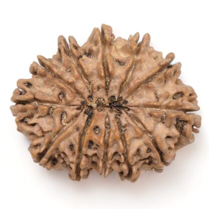 12-Mukhi-Rudraksha-Nepal-Collector-14-Back