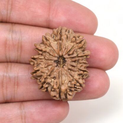 12-Mukhi-Rudraksha-Nepal-Collector-14-Hand