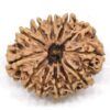 12-Mukhi-Rudraksha-Nepal-Collector-15