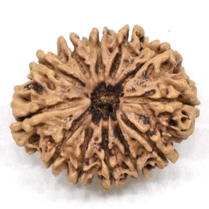 12-Mukhi-Rudraksha-Nepal-Collector-15