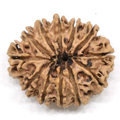 12-Mukhi-Rudraksha-Nepal-Collector-15-Back