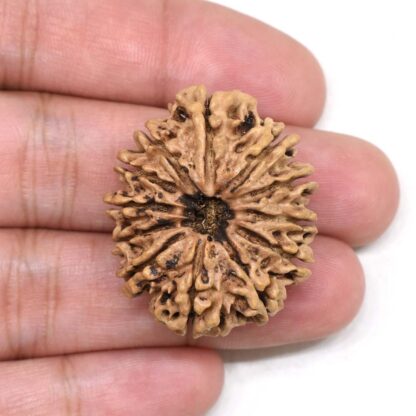 12-Mukhi-Rudraksha-Nepal-Collector-15-Hand