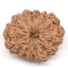 12-Mukhi-Rudraksha-Nepal-Collector-16