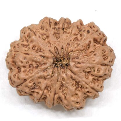 12-Mukhi-Rudraksha-Nepal-Collector-16