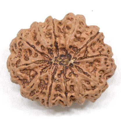 12-Mukhi-Rudraksha-Nepal-Collector-16-Back