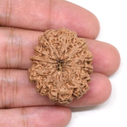 12-Mukhi-Rudraksha-Nepal-Collector-16-Hand