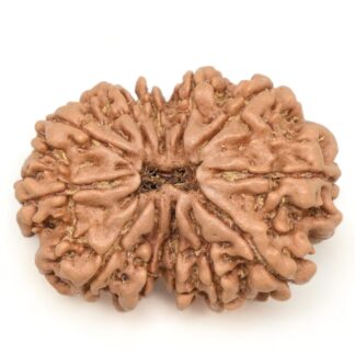 12-Mukhi-Rudraksha-Nepal-Collector-17