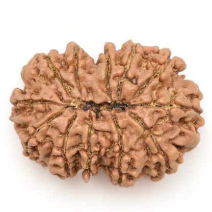 12-Mukhi-Rudraksha-Nepal-Collector-17-Back