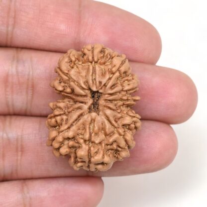 12-Mukhi-Rudraksha-Nepal-Collector-17-Hand