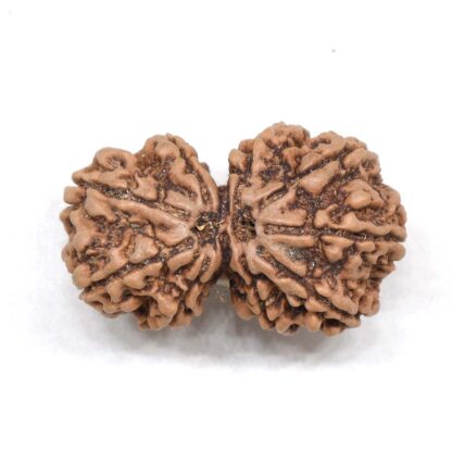 Gauri-Shankar-Rudraksha-Nepal-1