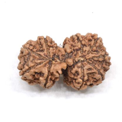 Gauri-Shankar-Rudraksha-Nepal-1-Back