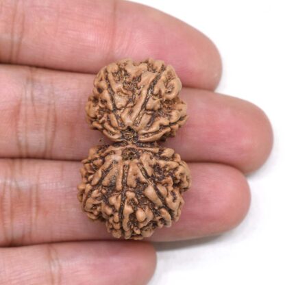 Gauri-Shankar-Rudraksha-Nepal-1-Hand