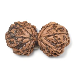 Gauri-Shankar-Rudraksha-Nepal-10