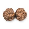 Gauri-Shankar-Rudraksha-Nepal-10-Back