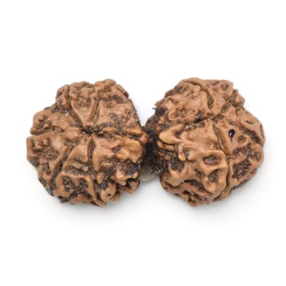 Gauri-Shankar-Rudraksha-Nepal-10-Back