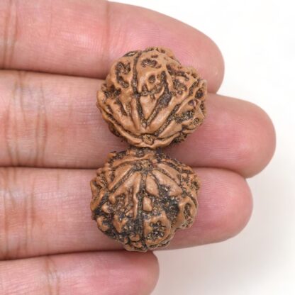 Gauri-Shankar-Rudraksha-Nepal-10-Hand