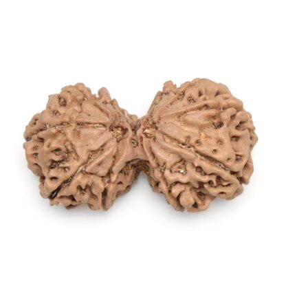 Gauri-Shankar-Rudraksha-Nepal-11