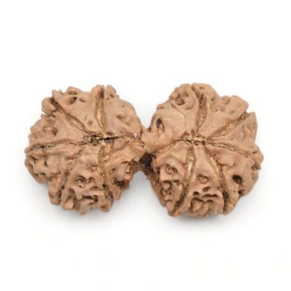 Gauri-Shankar-Rudraksha-Nepal-11-Back