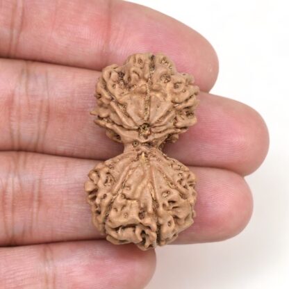 Gauri-Shankar-Rudraksha-Nepal-11-Hand