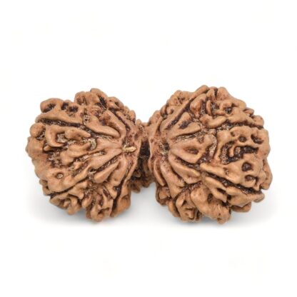 Gauri-Shankar-Rudraksha-Nepal-12