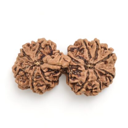 Gauri-Shankar-Rudraksha-Nepal-12-Back