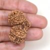Gauri-Shankar-Rudraksha-Nepal-12-Hand