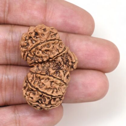 Gauri-Shankar-Rudraksha-Nepal-12-Hand