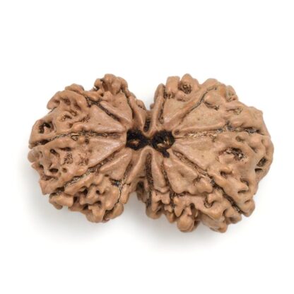 Gauri-Shankar-Rudraksha-Nepal-13