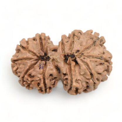 Gauri-Shankar-Rudraksha-Nepal-13-Back