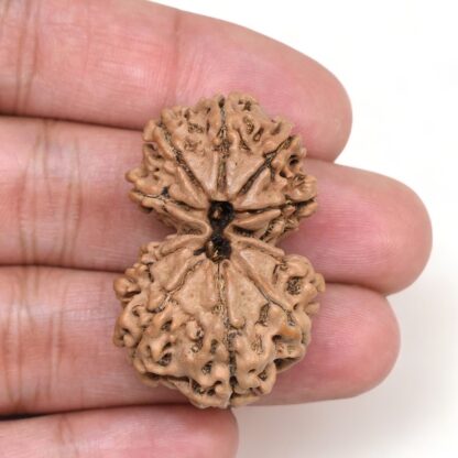 Gauri-Shankar-Rudraksha-Nepal-13-Hand