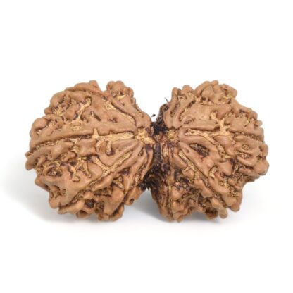 Gauri-Shankar-Rudraksha-Nepal-14