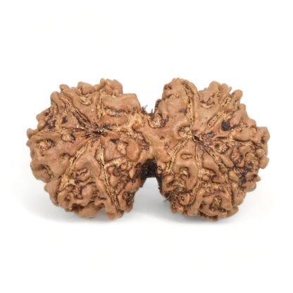 Gauri-Shankar-Rudraksha-Nepal-14-Back