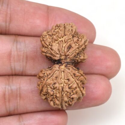 Gauri-Shankar-Rudraksha-Nepal-14-Hand