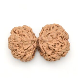 Gauri-Shankar-Rudraksha-Nepal-15