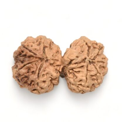 Gauri-Shankar-Rudraksha-Nepal-15-Back