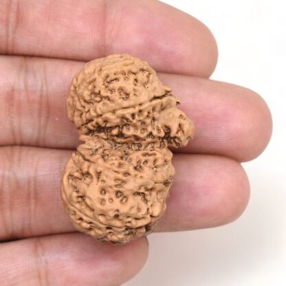 Gauri-Shankar-Rudraksha-Nepal-15-Hand