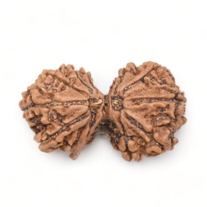 Gauri-Shankar-Rudraksha-Nepal-16