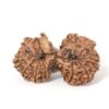 Gauri-Shankar-Rudraksha-Nepal-16-Back