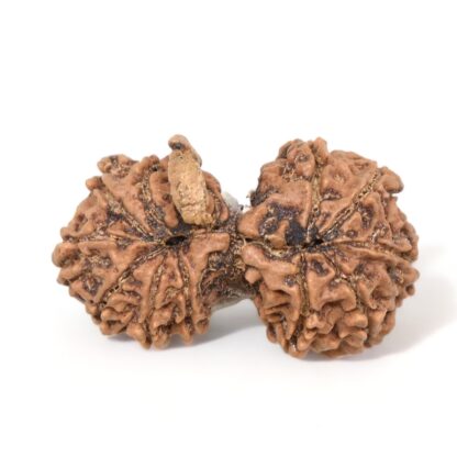 Gauri-Shankar-Rudraksha-Nepal-16-Back