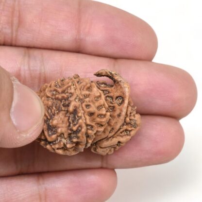 Gauri-Shankar-Rudraksha-Nepal-16-Hand