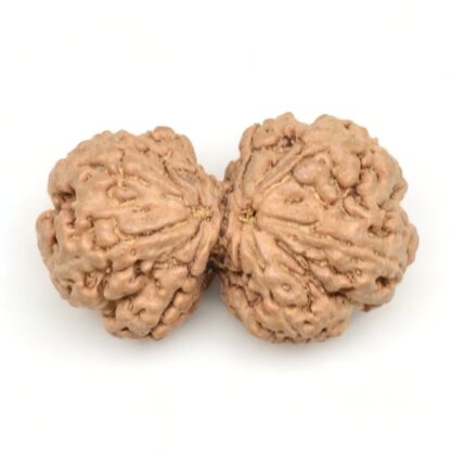 Gauri-Shankar-Rudraksha-Nepal-17