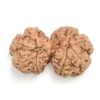 Gauri-Shankar-Rudraksha-Nepal-17-Back